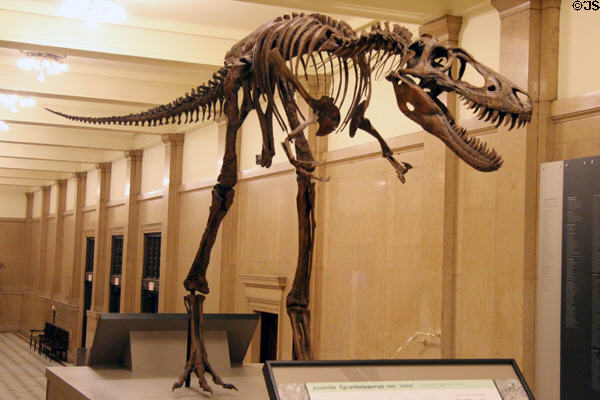 Juvenile <i>Tyrannosaurus rex</i> from Late Cretaceous Period of Mesozoic era (66 MYA) from Western North America at Carnegie Museum of Natural History. Pittsburgh, PA.