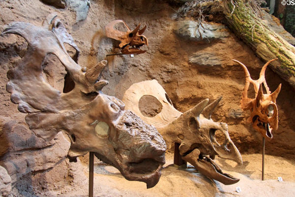 Casts of several Pachyrhinosaurus & Triceratops-type skulls in dinosaur gallery at Carnegie Museum of Natural History. Pittsburgh, PA.