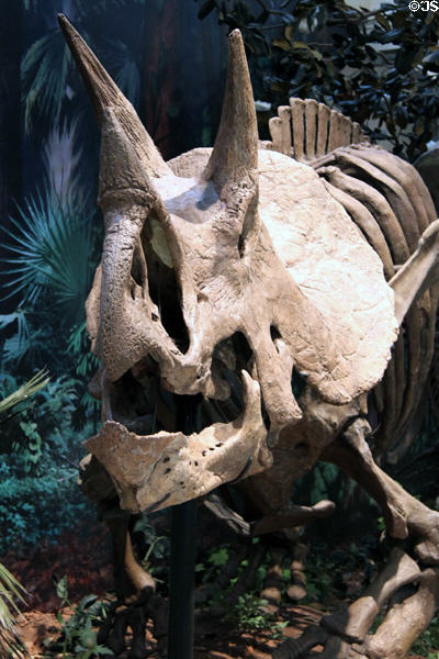 <i>Triceratops prorsus</i> from Late Cretaceous Period of Mesozoic era (68-66 MYA) from Western North America at Carnegie Museum of Natural History. Pittsburgh, PA.