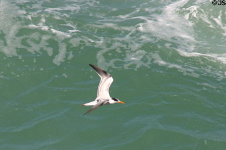 Royal Tern flies off Morro Fortress. San Juan, PR.