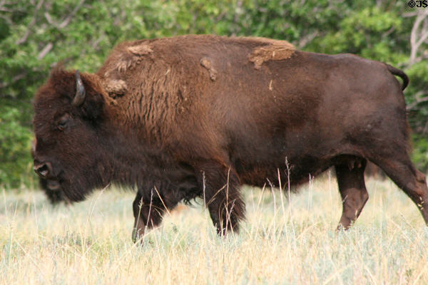 Adult female buffalo at Custer State Park. SD.