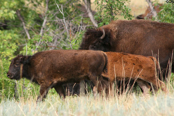 Young buffalo at Custer State Park. SD.