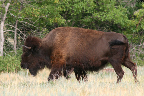 Buffalo at Custer State Park. SD.