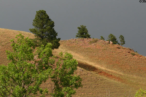 Landscape of Custer State Park. SD.