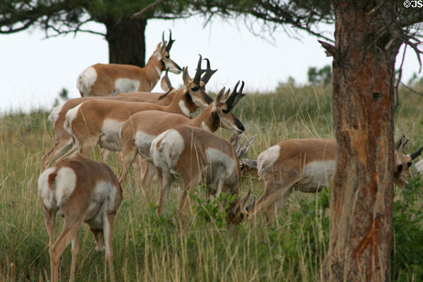 Pronghorn antelope (<i>Antilocapra americana</i>) at Custer State Park. SD.