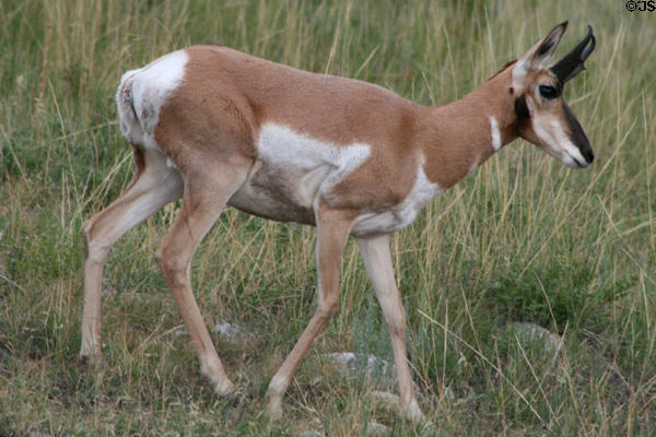 Pronghorn antelope in profile at Custer State Park. SD.