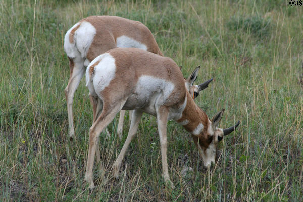 Pronghorn antelope at Custer State Park. SD.