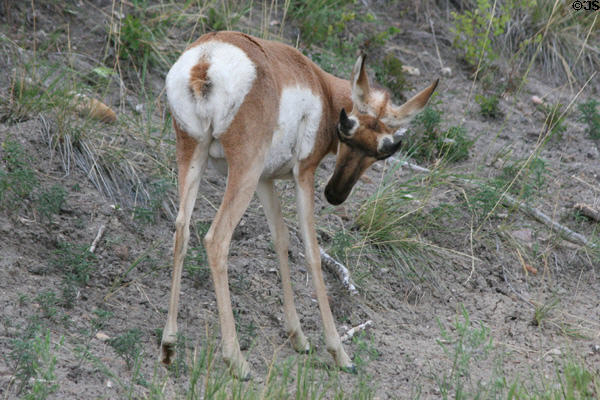 Pronghorn antelope at Custer State Park. SD.