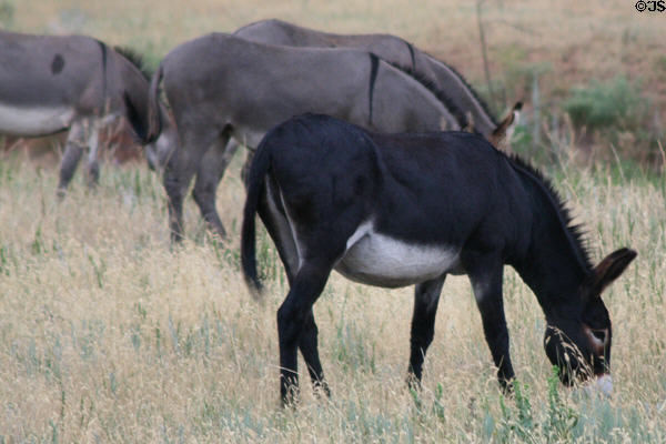 Feral burros at Custer State Park. SD.