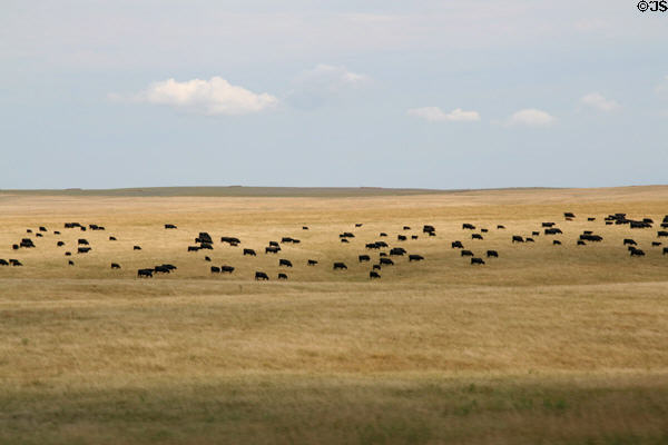 Cattle graze on prairie near Pierre. SD.