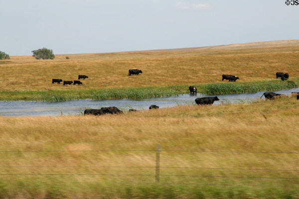 Cattle around prairie pond near Pierre. SD.