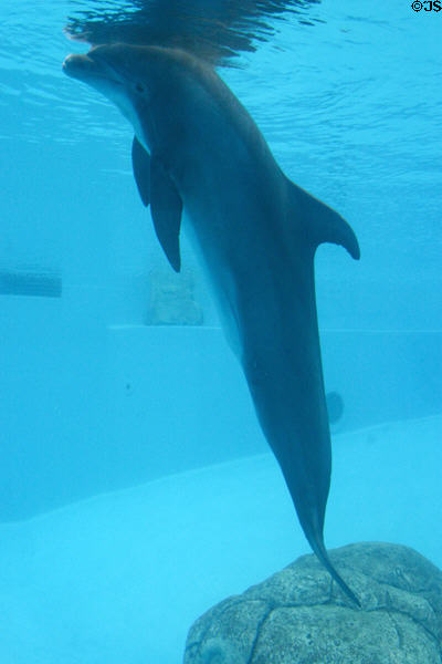 Bottlenose Dolphin at Texas State Aquarium. Corpus Christi, TX.