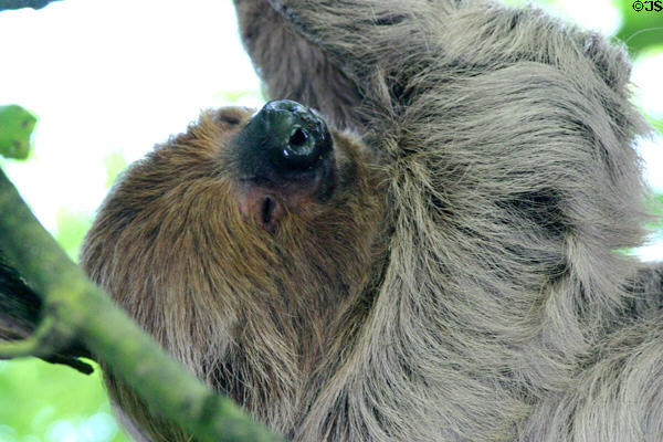 Two toed sloth face in rainforest pyramid at Moody Gardens. Galveston, TX.