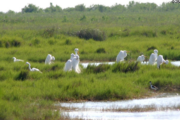 Great Egrets at Aransas National Wildlife Refuge. TX.