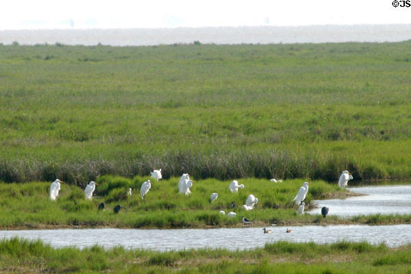 Egrets & Herons at Aransas National Wildlife Refuge. TX.