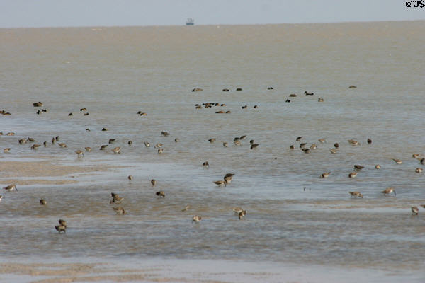 Wading birds at Aransas National Wildlife Refuge. TX.