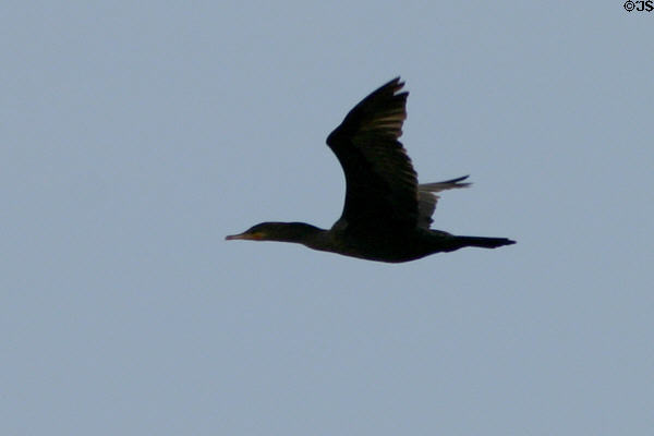 Cormorant in flight at Aransas National Wildlife Refuge. TX.