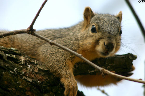 Squirrel portrait. TX.