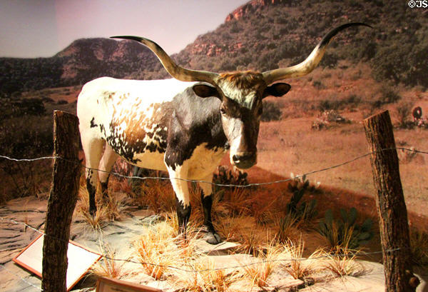 Mounted longhorn cow at Institute of Texan Cultures. San Antonio, TX.