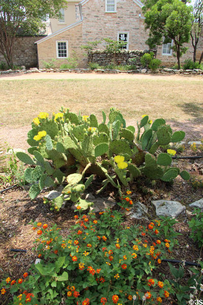 Flower & cactus bed at Pioneer Museum. Fredericksburg, TX.
