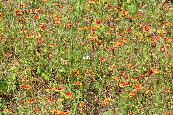 Wildflowers near LBJ Boyhood Home. Johnson City, TX.