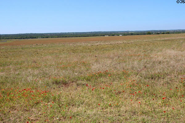 Flowers on LBJ Ranch fields used as airfield for Texas White House at Lyndon B. Johnson NHP. Stonewall, TX.