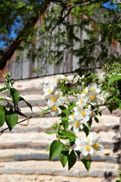 Blossoms at Sauer-Beckmann Farmstead of Lyndon B. Johnson State Park. Stonewall, TX.