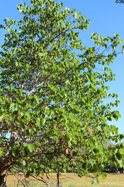 Redbud tree at Lyndon B. Johnson State Park. Stonewall, TX.