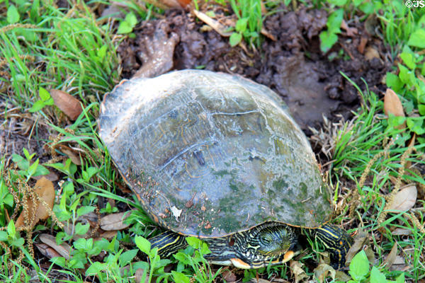 Turtle laying eggs on grounds of Mayborn Museum. Waco, TX.