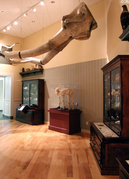 Cabinet of Curiosities shows specimens of natural history at Mayborn Museum. Waco, TX.