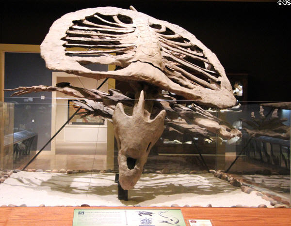 Fossil Sea Turtle (75 million years ago) at Mayborn Museum. Waco, TX.