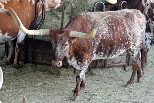 Longhorn at Fort Worth Stock Yards. Fort Worth, TX.