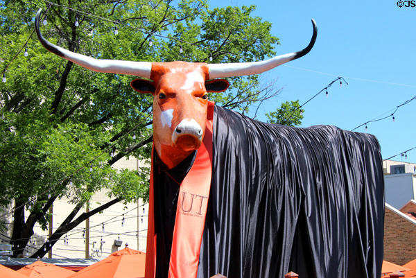University of Texas Longhorn statue wearing graduation robes. Austin, TX.