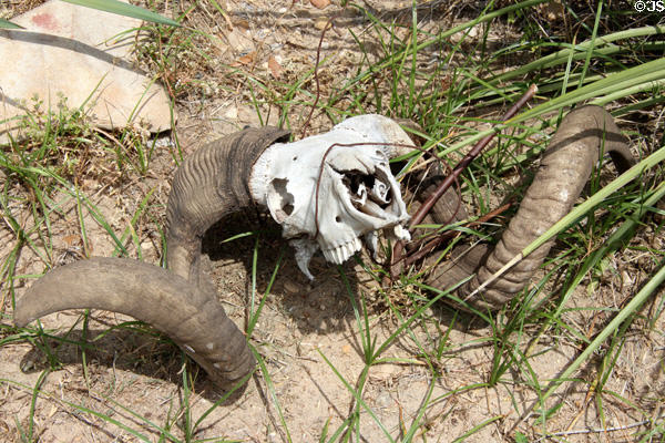 Sheep's skull at Pioneer Village. Gonzales, TX.