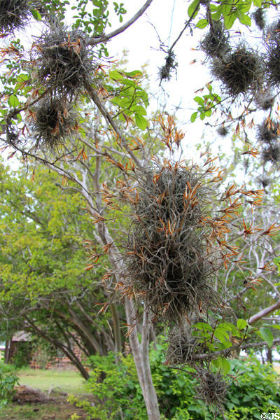 Epiphyte in tree at Eggleston House. Gonzales, TX.
