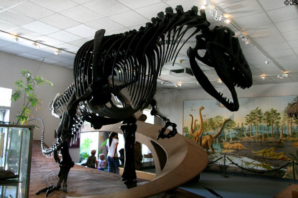 Allosaurus fragilis of Late Jurassic (148 million years ago) era from Utah at BYU Earth Science Museum. Provo, UT.