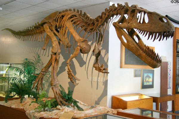 Torvosaurus tanneri sauropod of Late Jurassic (148 million years ago) era found in Colorado at BYU Earth Science Museum. Provo, UT.