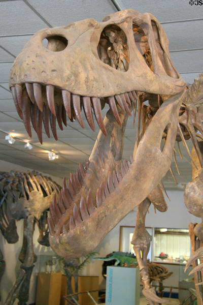 Skull of Torvosaurus tanneri at BYU Earth Science Museum. Provo, UT.