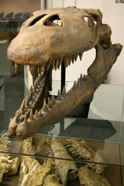 Skull of Prognathodon stadtmani giant marine reptile mosasaur of Late Cretaceous (82 million years ago) era found in Colorado at BYU Earth Science Museum. Provo, UT.