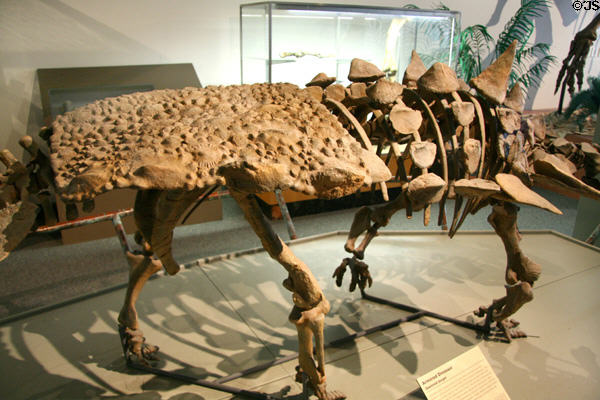 Lower back armor plate of Gastonia burgei cast from University's original skeleton at BYU Earth Science Museum. Provo, UT.