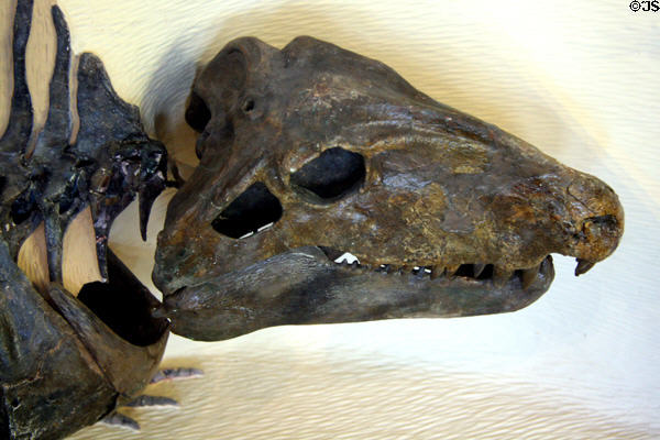 Skull of Dimetrodon at BYU Earth Science Museum. Provo, UT.