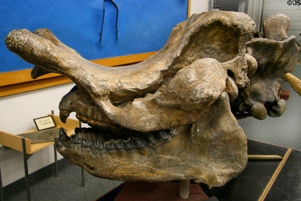 Brontotherium, primitive mammal related to horses & rhinoceros of Tertiary (Oligocene) at BYU Earth Science Museum. Provo, UT.
