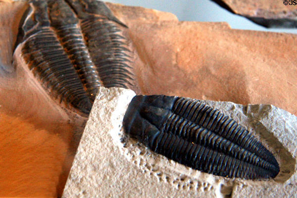 Trilobites (<i>Utaspis marjumensis</i>) & (<i>Kochina vestita</i>) of Cambrian era from Utah at BYU Earth Science Museum. Provo, UT.