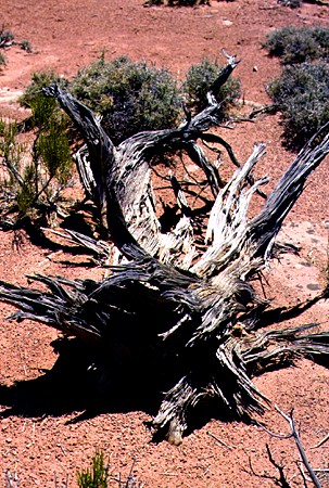 Dead tree trunk at Canyonlands National Park. UT.