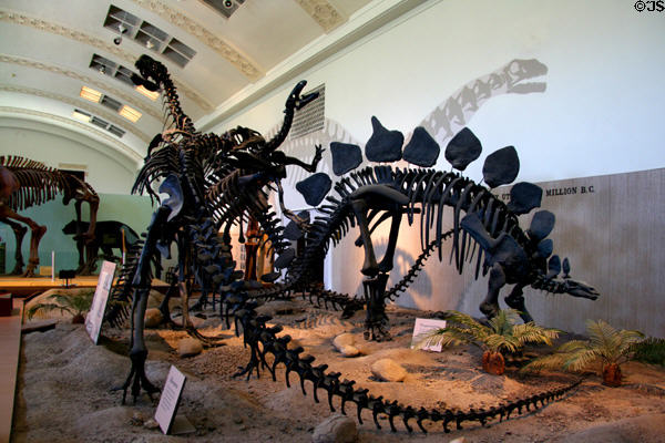 Dinosaur collection in Utah Museum of Natural History at University of Utah. Salt Lake City, UT.