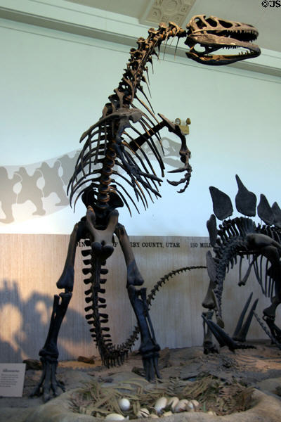 Allosaurus of Late Jurassic (150 million years ago) era was most common predator at Utah Museum of Natural History. Salt Lake City, UT.