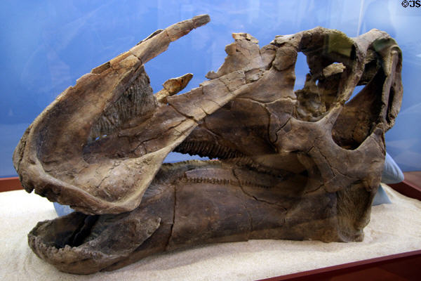 Original Gryposaurus sp. skull of Late Cretaceous (75 million years ago) era at Utah Museum of Natural History. Salt Lake City, UT.