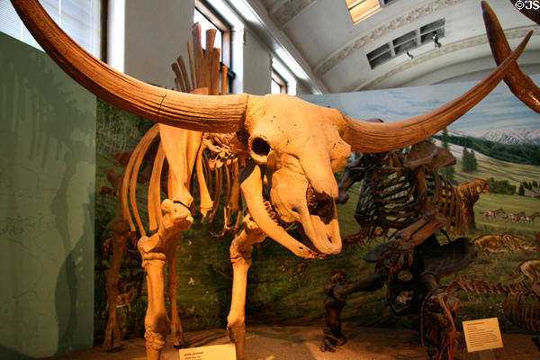 Ice age giant bison (<i>Bison latifrons</i>) from Pleistocene (30,000 yeas ago) era found in Idaho at Utah Museum of Natural History. Salt Lake City, UT.