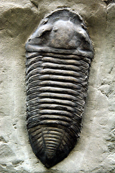 Trilobite (<i>Trimerus delphinocephalus</i>) of Middle Silurian era found in New York at Museum of Ancient Life. Lehi, UT.