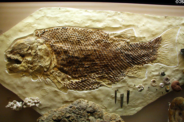 Fish (<i>Lepidotis maximus</i>) of Jurassic era found in Germany at Museum of Ancient Life. Lehi, UT.